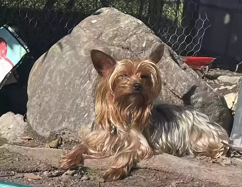 /lostandfound/images/lnfpets/original/184879_4984_Screenshot 2025-04-14 at 2.43.57 PM.webp